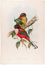 Load image into Gallery viewer, H.C. Richter and J. Gould. Rosy-breasted Trogon. [Harpactes Ardens].