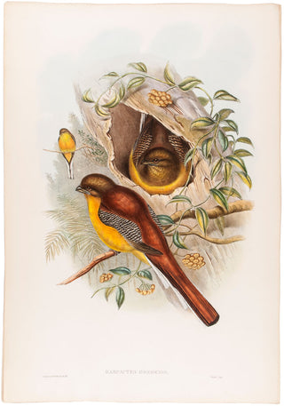H.C. Richter and J. Gould. Mountain Trogon. [Harpactes Oreskios].