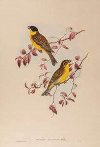 Black-headed Bunting. (Euspiza Melanocephala …