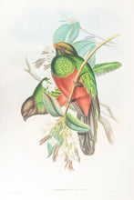 Load image into Gallery viewer, H.C. Richter and J. Gould Red-billed Train-bearer. [Pharomacrus Pavoninus].