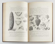 Load image into Gallery viewer, KENT, Adolphus H[enry]. Veitch's Manual of the Coniferae. [[bmid:2114680c]]