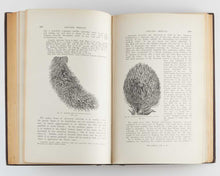 Load image into Gallery viewer, KENT, Adolphus H[enry]. Veitch's Manual of the Coniferae. [[bmid:2114680d]]
