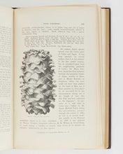 Load image into Gallery viewer, KENT, Adolphus H[enry]. Veitch's Manual of the Coniferae. [[bmid:2114680e]]