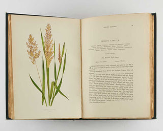 LOWE, E.J. A Natural History of British Grasses.