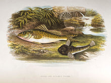 Load image into Gallery viewer, British Freshwater Fishes