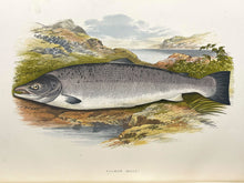 Load image into Gallery viewer, British Freshwater Fishes