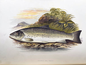 British Freshwater Fishes