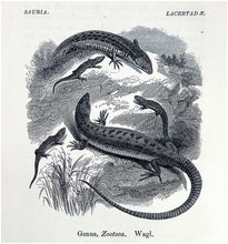 Load image into Gallery viewer, A History of British Reptiles