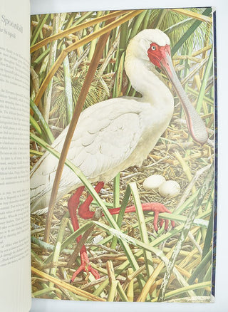 Some Birds and Mammals of Africa.  With a descriptive text by …