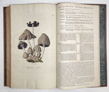 Load image into Gallery viewer, Flora Londinensis: or, plates and descriptions of such plants as grow …