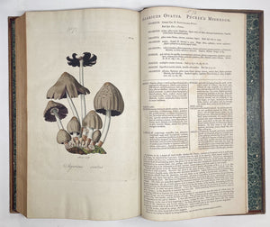 Flora Londinensis: or, plates and descriptions of such plants as grow …