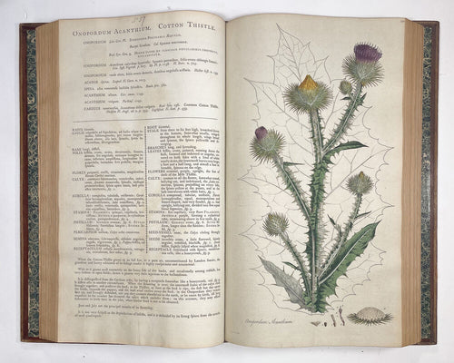 Flora Londinensis: or, plates and descriptions of such plants as grow …