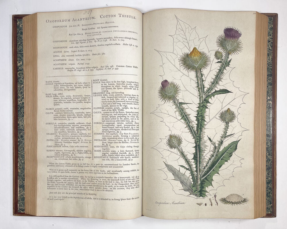 Flora Londinensis: or, plates and descriptions of such plants as grow …