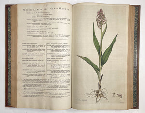 Flora Londinensis: or, plates and descriptions of such plants as grow …
