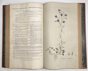 Flora Londinensis: or, plates and descriptions of such plants as grow …