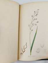 Load image into Gallery viewer, The Grasses of Great Britain