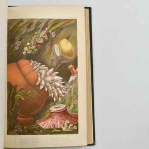 Actinologia Britannica. A History of the British Sea-Anemones and Corals
