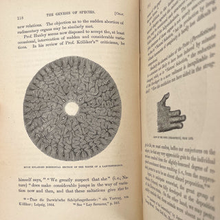 On the Genesis of Species