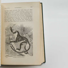 Load image into Gallery viewer, The Descent of Man, and Selection in Relation to Sex