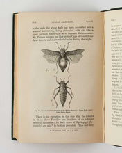 Load image into Gallery viewer, DARWIN, Charles Robert. The Descent of Man, and Selection in Relation to Sex.