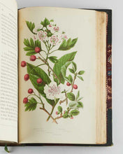 Load image into Gallery viewer, PRATT, Anne. The Flowering Plants, Grasses, Sedges, and Ferns, of Great Britain, and their allies the Club Mosses, Pepperworts, and Horsetails. [[bmid:2122117c]]