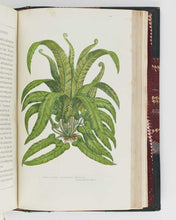 Load image into Gallery viewer, PRATT, Anne. The Flowering Plants, Grasses, Sedges, and Ferns, of Great Britain, and their allies the Club Mosses, Pepperworts, and Horsetails. [[bmid:2122117g]]