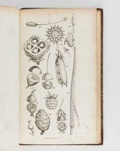Load image into Gallery viewer, SMITH, James Edward An Introduction to Physiological and Systematical Botany. [[bmid:2122299d]]