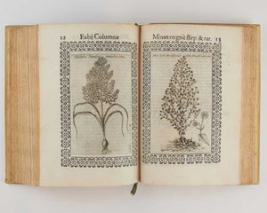 Minus cognitarum stirpium aliquot ac etiam rariorum nostro coelo orientium ΕΚΦΡΑΣΙC …