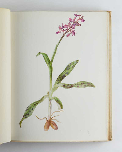 British Flowering Plants; Illustrated by Three Hundred Full-Page Coloured Plates …