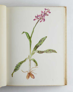 British Flowering Plants; Illustrated by Three Hundred Full-Page Coloured Plates …