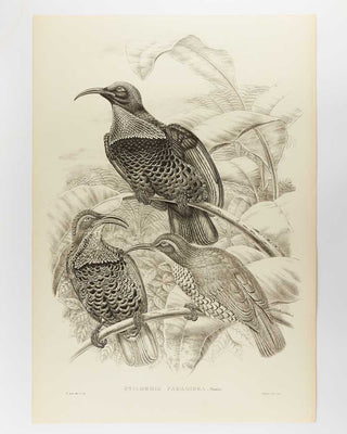 [GOULD, John.] SHARPE, R. Bowdler. Monograph of the Paradiseidae, or Birds of Paradise, and Ptilonorhynchidae, or Bower-Birds. [[bmid:2123641c]]
