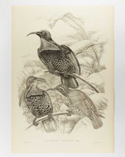 Load image into Gallery viewer, [GOULD, John.] SHARPE, R. Bowdler. Monograph of the Paradiseidae, or Birds of Paradise, and Ptilonorhynchidae, or Bower-Birds. [[bmid:2123641c]]
