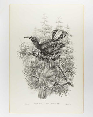 [GOULD, John.] SHARPE, R. Bowdler. Monograph of the Paradiseidae, or Birds of Paradise, and Ptilonorhynchidae, or Bower-Birds. [[bmid:2123641d]]