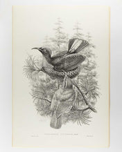 Load image into Gallery viewer, [GOULD, John.] SHARPE, R. Bowdler. Monograph of the Paradiseidae, or Birds of Paradise, and Ptilonorhynchidae, or Bower-Birds. [[bmid:2123641d]]