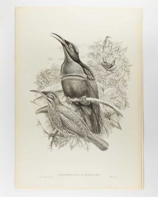 [GOULD, John.] SHARPE, R. Bowdler. Monograph of the Paradiseidae, or Birds of Paradise, and Ptilonorhynchidae, or Bower-Birds. [[bmid:2123641e]]