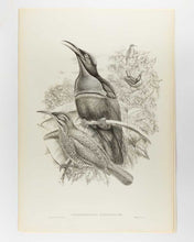 Load image into Gallery viewer, [GOULD, John.] SHARPE, R. Bowdler. Monograph of the Paradiseidae, or Birds of Paradise, and Ptilonorhynchidae, or Bower-Birds. [[bmid:2123641e]]