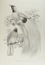 Load image into Gallery viewer, [GOULD, John.] SHARPE, R. Bowdler. Monograph of the Paradiseidae, or Birds of Paradise, and Ptilonorhynchidae, or Bower-Birds. [[bmid:2123641g]]