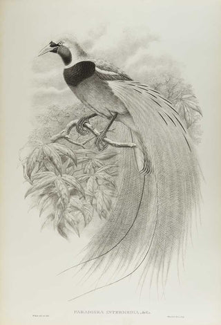 [GOULD, John.] SHARPE, R. Bowdler. Monograph of the Paradiseidae, or Birds of Paradise, and Ptilonorhynchidae, or Bower-Birds. [[bmid:2123641h]]