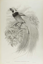 Load image into Gallery viewer, [GOULD, John.] SHARPE, R. Bowdler. Monograph of the Paradiseidae, or Birds of Paradise, and Ptilonorhynchidae, or Bower-Birds. [[bmid:2123641h]]