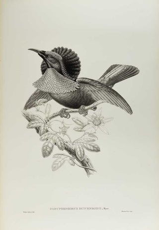 [GOULD, John.] SHARPE, R. Bowdler. Monograph of the Paradiseidae, or Birds of Paradise, and Ptilonorhynchidae, or Bower-Birds. [[bmid:2123641i]]
