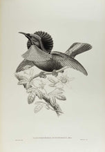 Load image into Gallery viewer, [GOULD, John.] SHARPE, R. Bowdler. Monograph of the Paradiseidae, or Birds of Paradise, and Ptilonorhynchidae, or Bower-Birds. [[bmid:2123641i]]