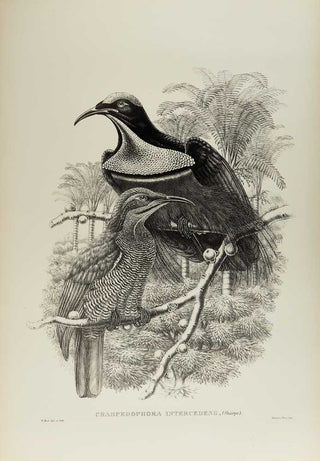 [GOULD, John.] SHARPE, R. Bowdler. Monograph of the Paradiseidae, or Birds of Paradise, and Ptilonorhynchidae, or Bower-Birds. [[bmid:2123641j]]