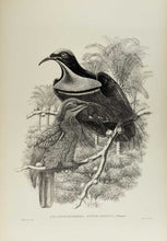Load image into Gallery viewer, [GOULD, John.] SHARPE, R. Bowdler. Monograph of the Paradiseidae, or Birds of Paradise, and Ptilonorhynchidae, or Bower-Birds. [[bmid:2123641j]]