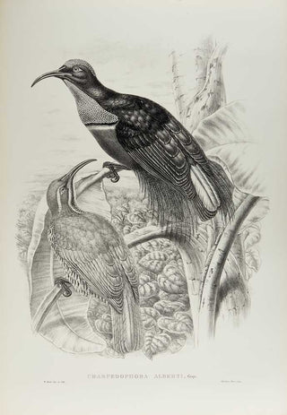 [GOULD, John.] SHARPE, R. Bowdler. Monograph of the Paradiseidae, or Birds of Paradise, and Ptilonorhynchidae, or Bower-Birds. [[bmid:2123641k]]