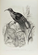 Load image into Gallery viewer, [GOULD, John.] SHARPE, R. Bowdler. Monograph of the Paradiseidae, or Birds of Paradise, and Ptilonorhynchidae, or Bower-Birds. [[bmid:2123641k]]