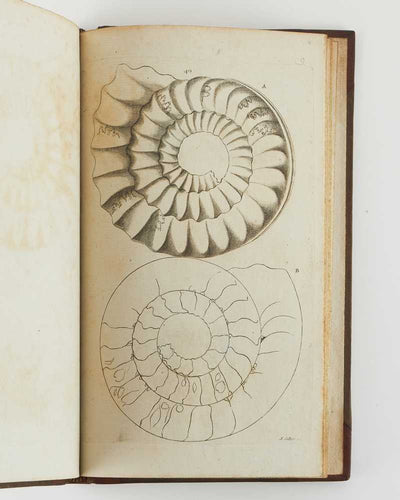 Descriptions and Figures of Petrifactions, found in the Quarries, Gravel-Pits …