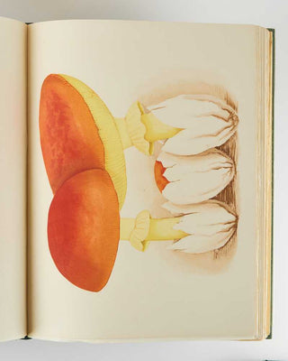 WASSON, Valentina Pavlovna; R. Gordon WASSON. Mushrooms, Russia and History. [[bmid:2123906c]]