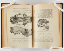 Load image into Gallery viewer, COPE, E.D. The Primary Factors of Organic Evolution.