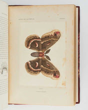 Load image into Gallery viewer, DENTON, Sherman Foote As Nature Shows Them: Moths and butterflies of the United States east of the Rocky Mountains, with over 400 photographic illustrations in the text and many transfers of species from life.