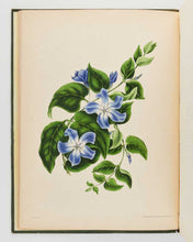 Load image into Gallery viewer, GLEADALL, Eliza Eve. The Beauties of Flora with Botanic and Poetic Illustrations: Being a Selection of Flowers Drawn from Nature, Arranged Emblematically, with Directions for Colouring Them. [[bmid:2124911d]]